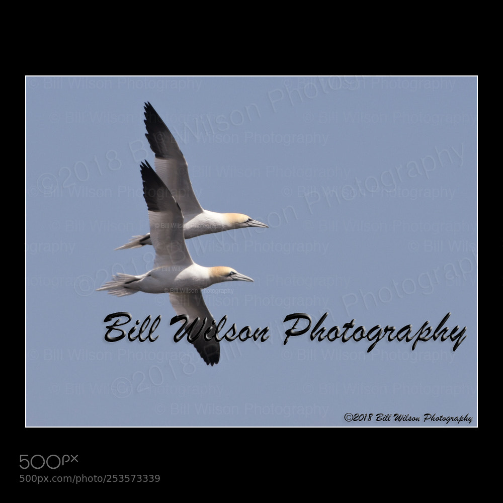 Nikon D500 sample photo. Gannets photography