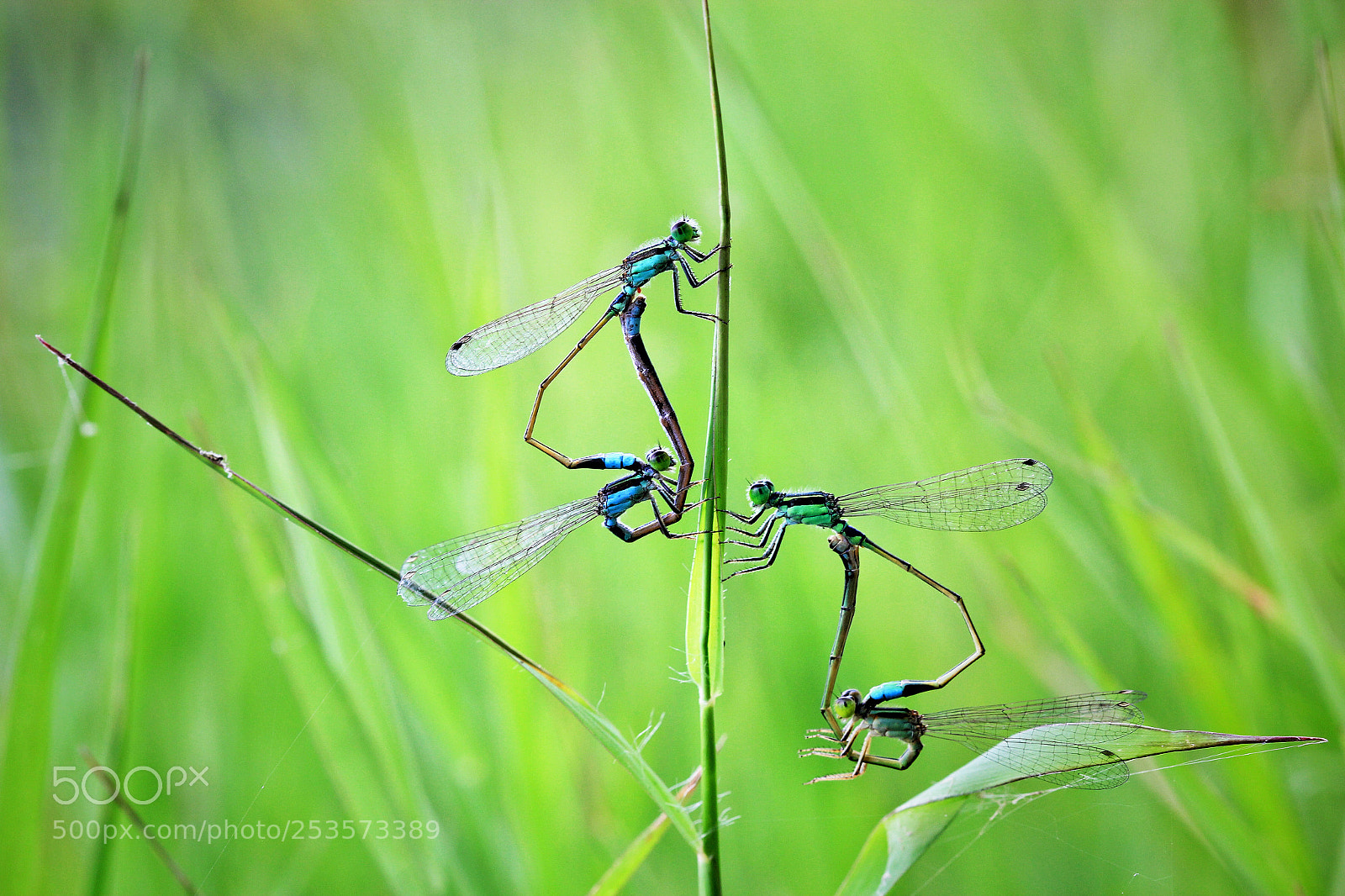 Canon EOS 60D sample photo. Damsel photography