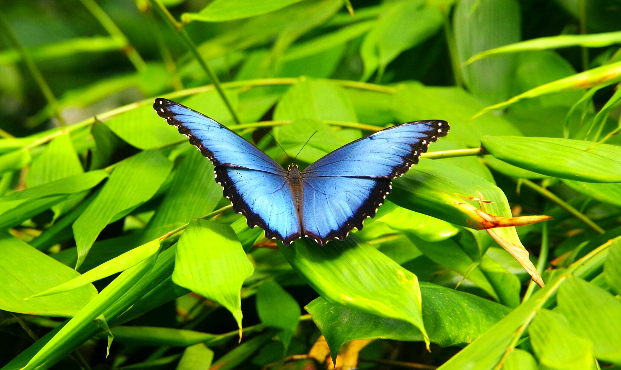 Pentax K-70 sample photo. Blue butterfly photography