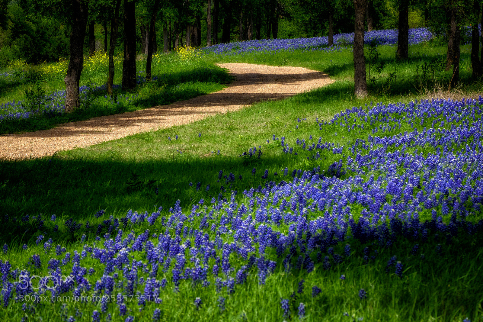 Fujifilm X-E3 sample photo. Bluebonnet trail photography