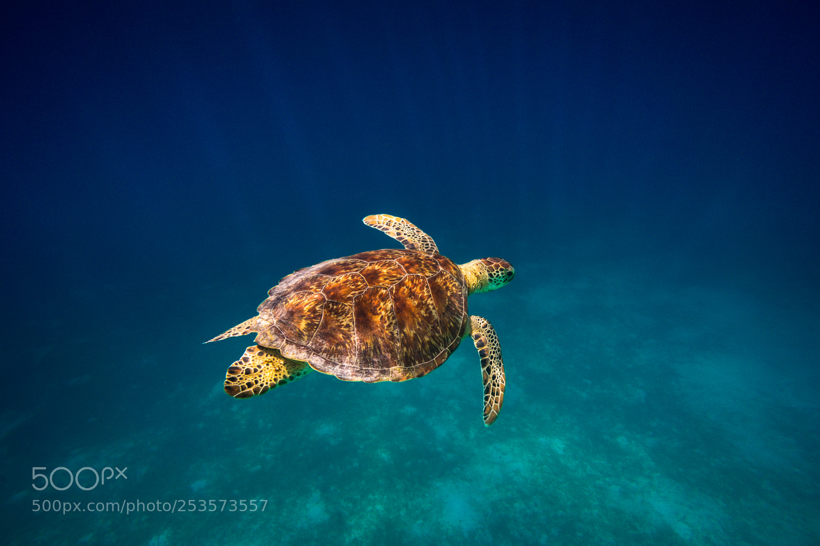 Sony a7 II sample photo. Sea turtle photography