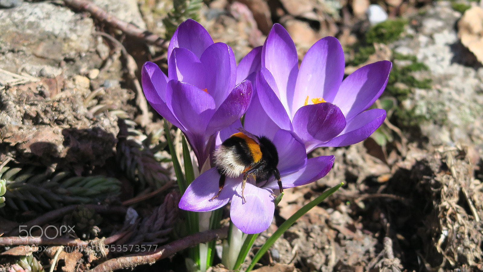 Canon PowerShot G5 X sample photo. Img photography