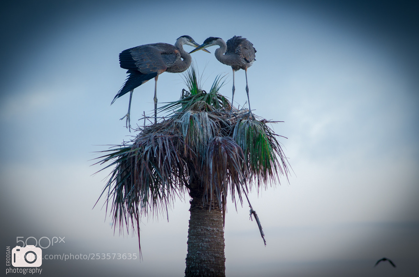 Pentax K-30 sample photo. Love birds photography