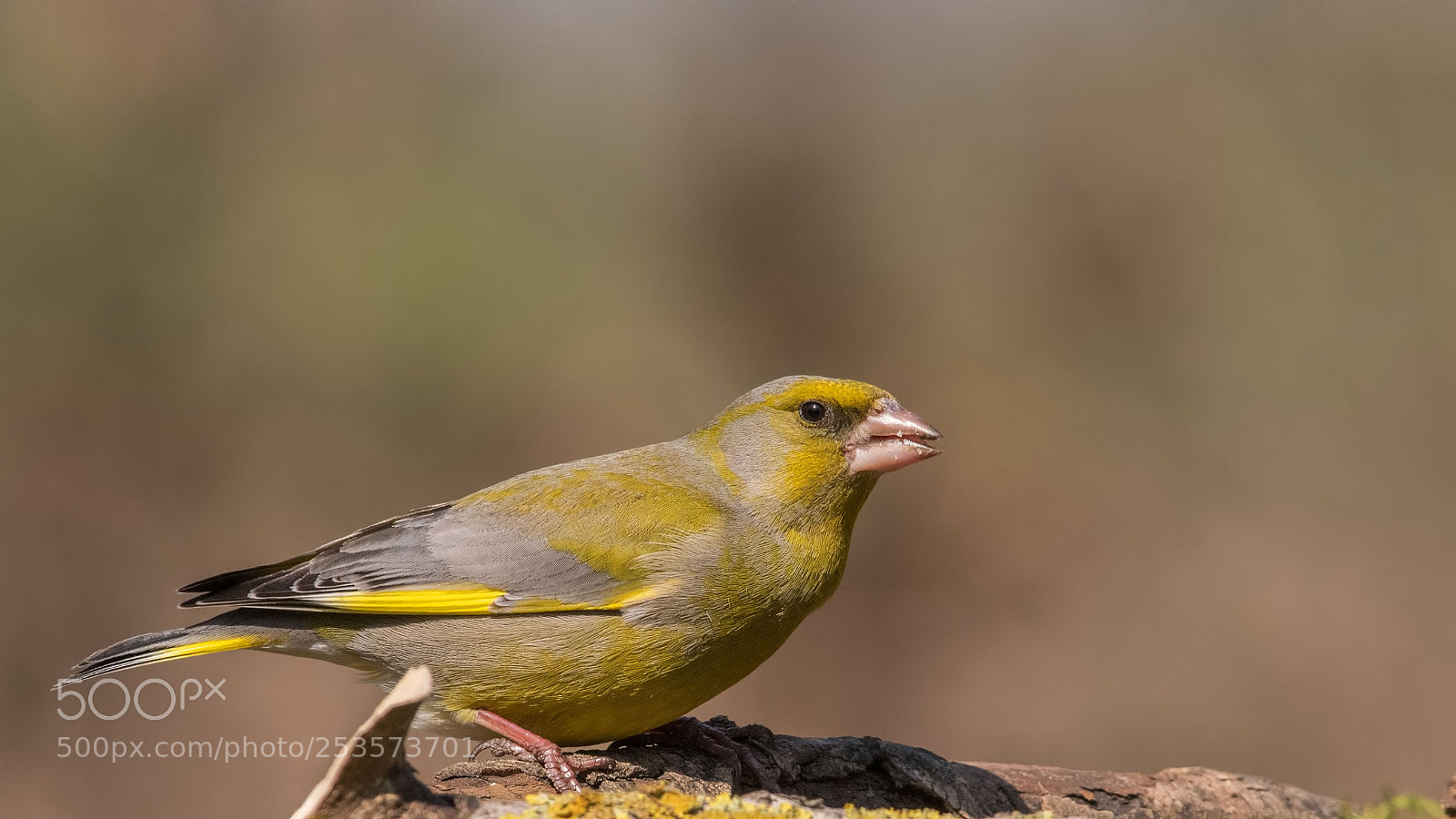Nikon D500 sample photo. Greenfinch photography