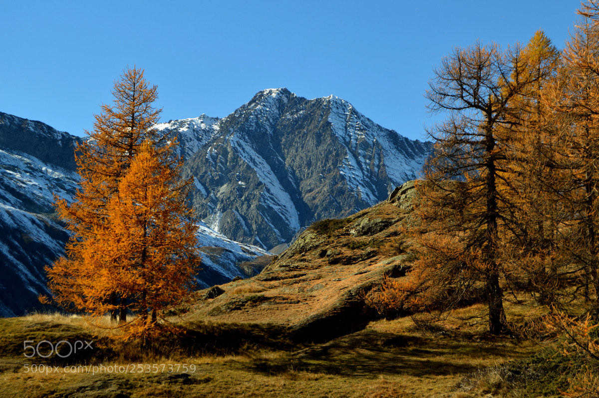 Nikon D3200 sample photo. Automne photography