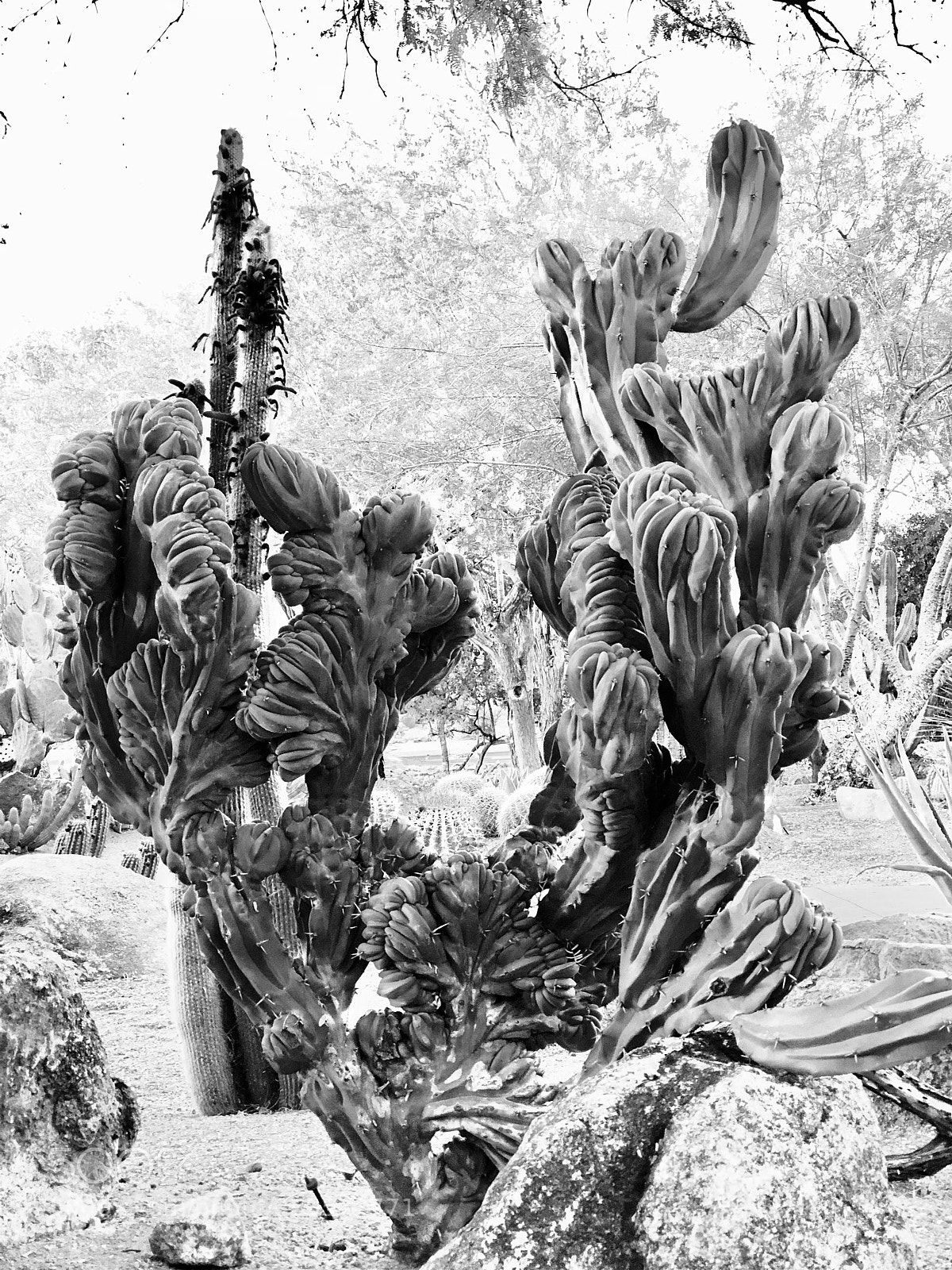 Apple iPhone 8 Plus sample photo. Black white of very photography