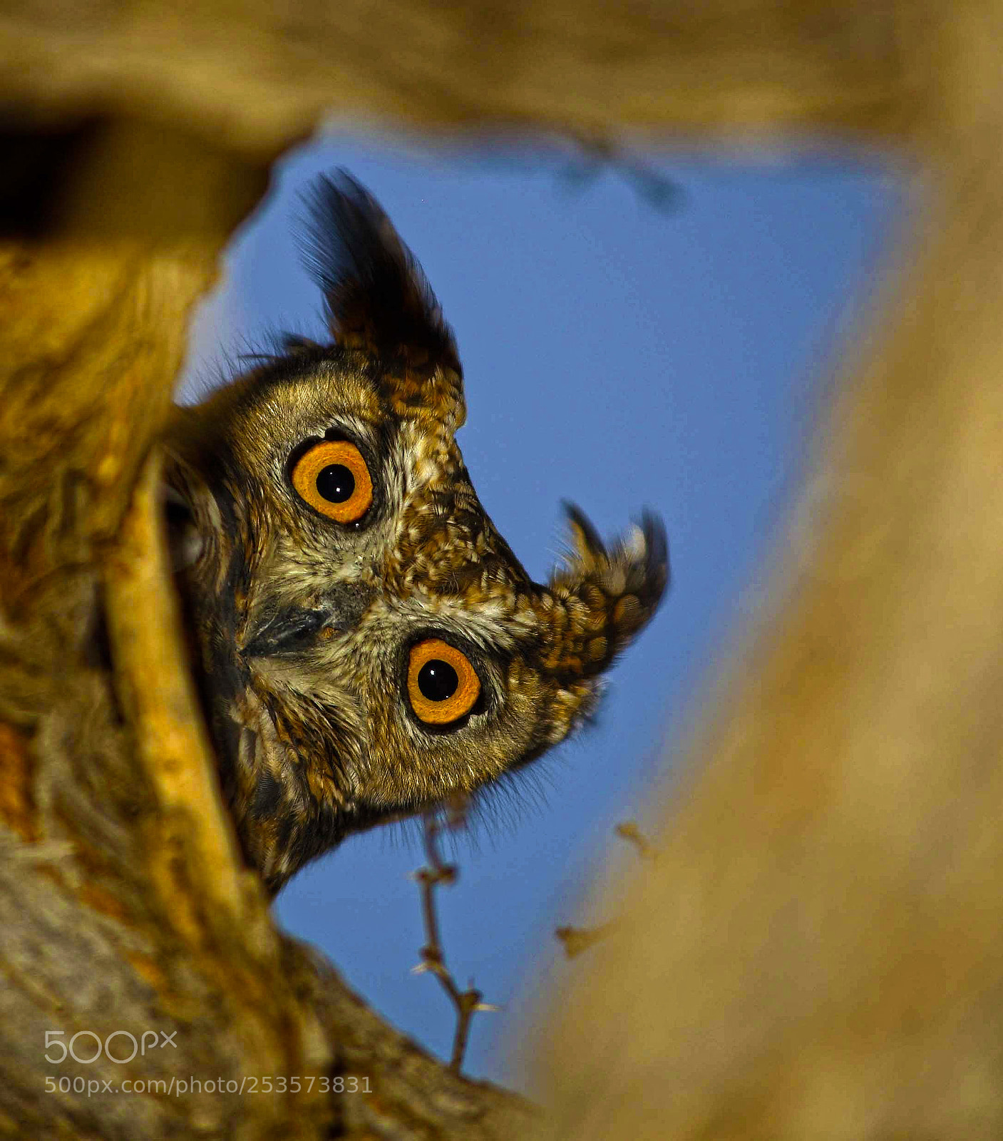 Canon EOS 5D sample photo. Spotted eagle owl photography
