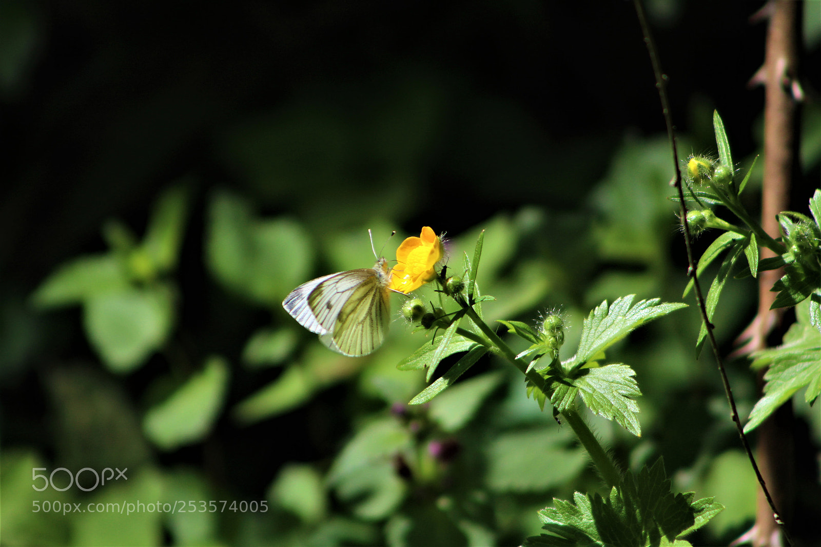 Canon EOS 1300D (EOS Rebel T6 / EOS Kiss X80) sample photo. Farfalla photography