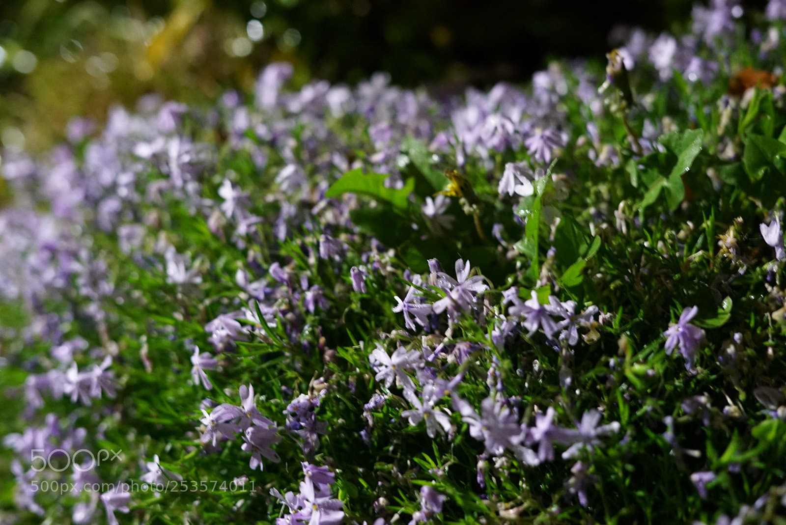 Sony a7S sample photo. Untitled photography