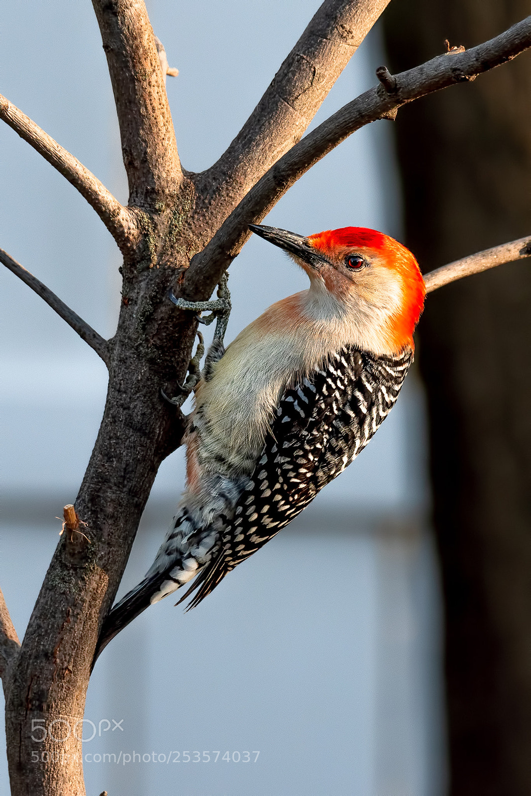 Nikon D500 sample photo. Red bellied photography