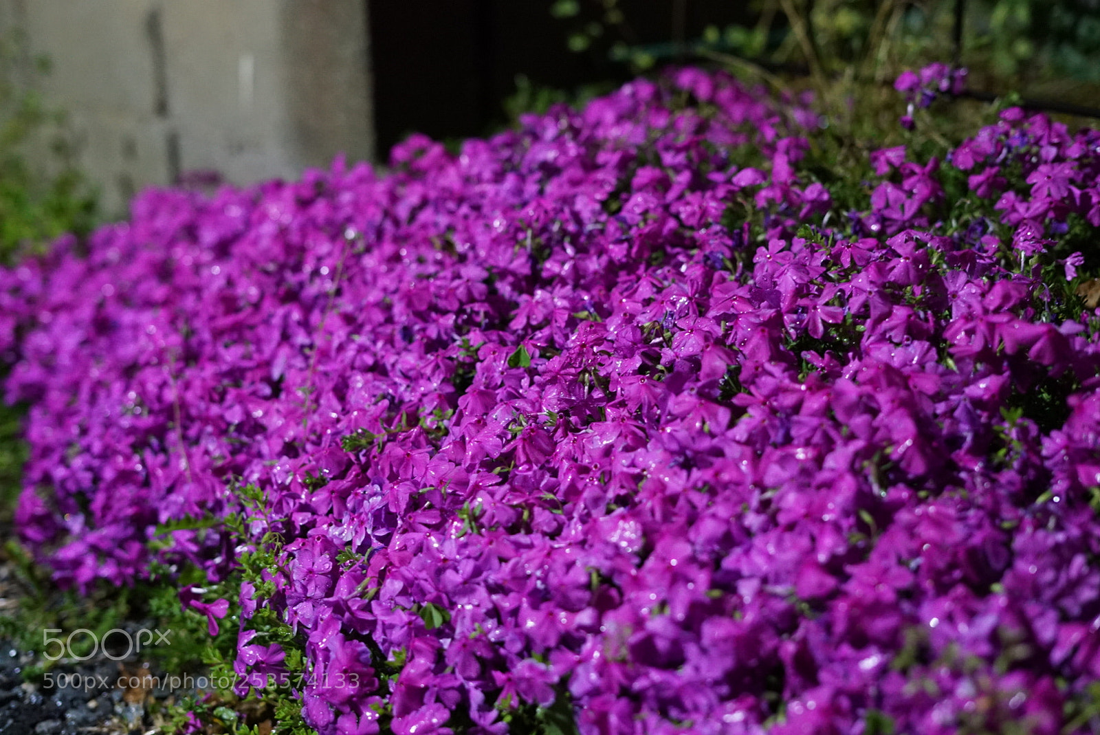 Sony a7S sample photo. Untitled photography