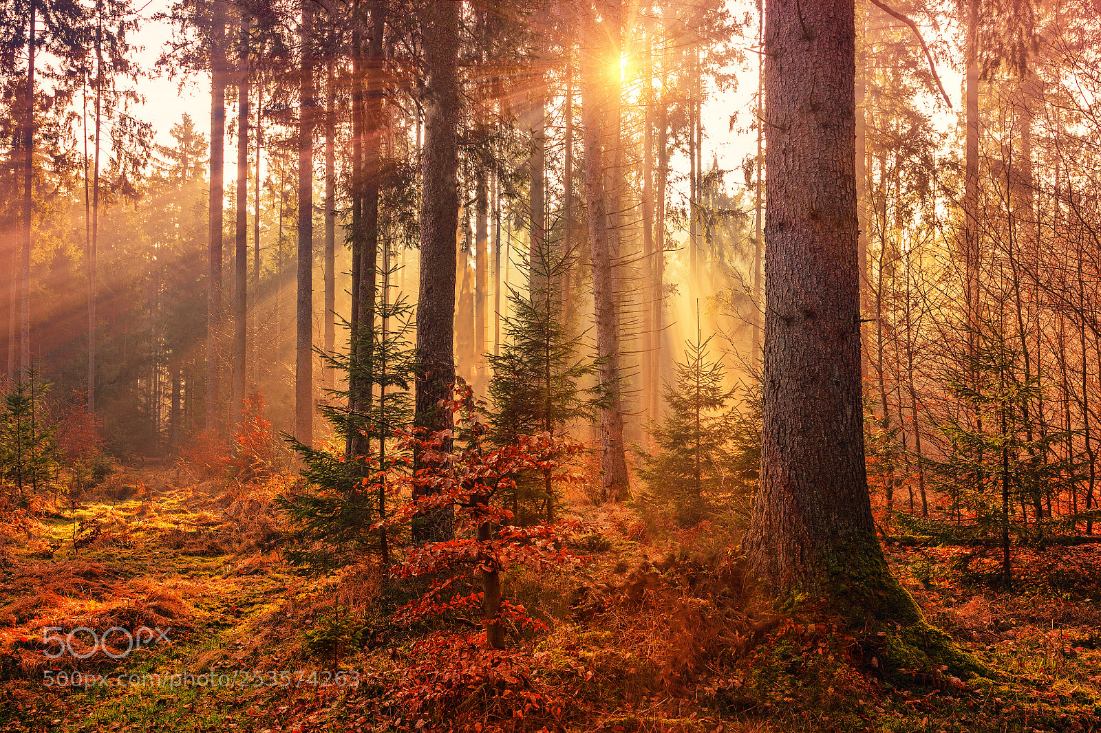 Canon EOS 5D sample photo. Forest lights photography