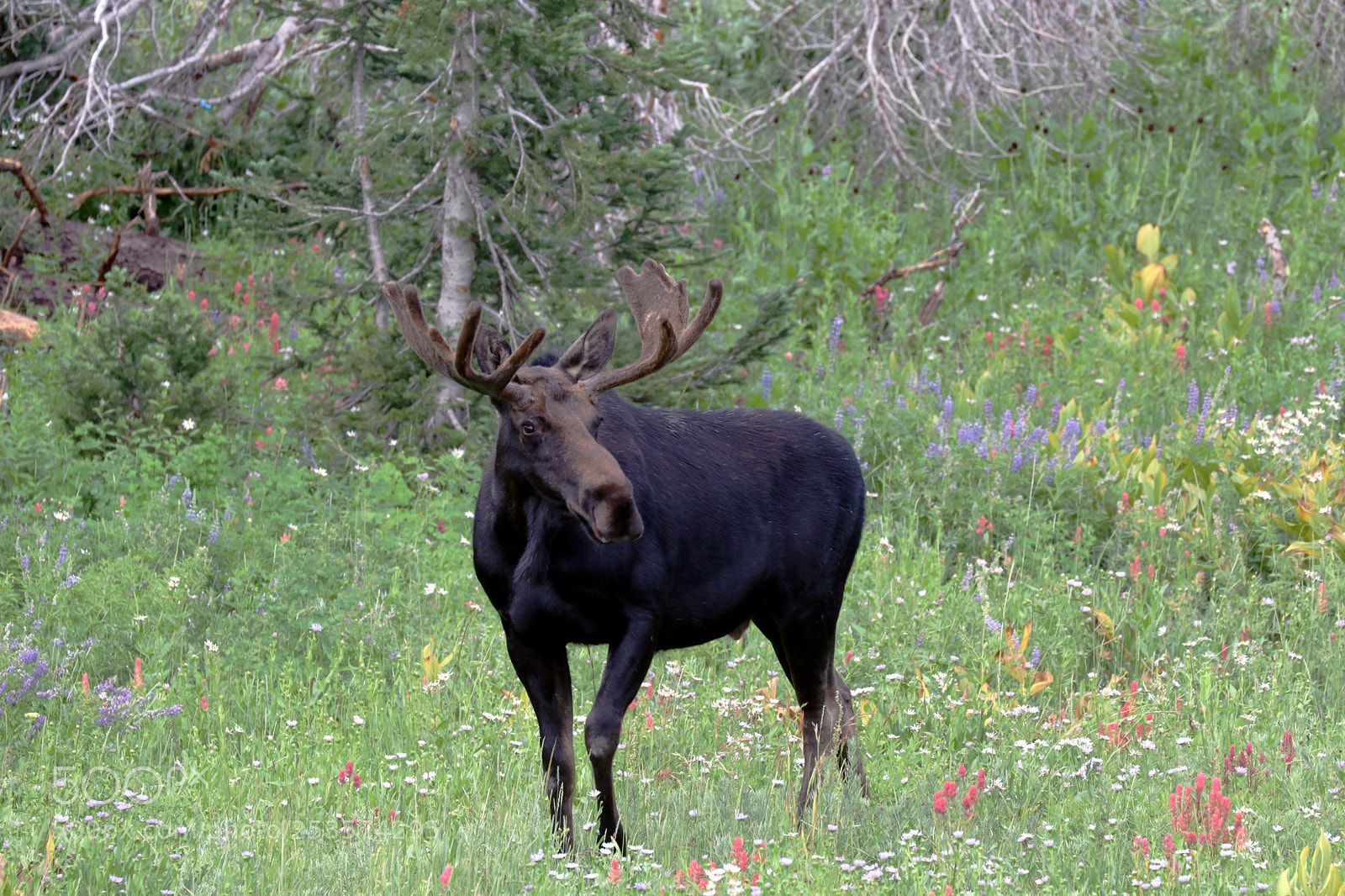Canon EOS 80D sample photo. Bull moose photography