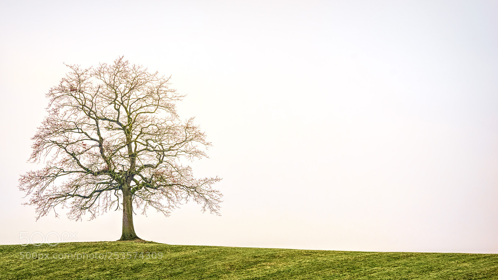 Sony a7 sample photo. Tree on a hill photography