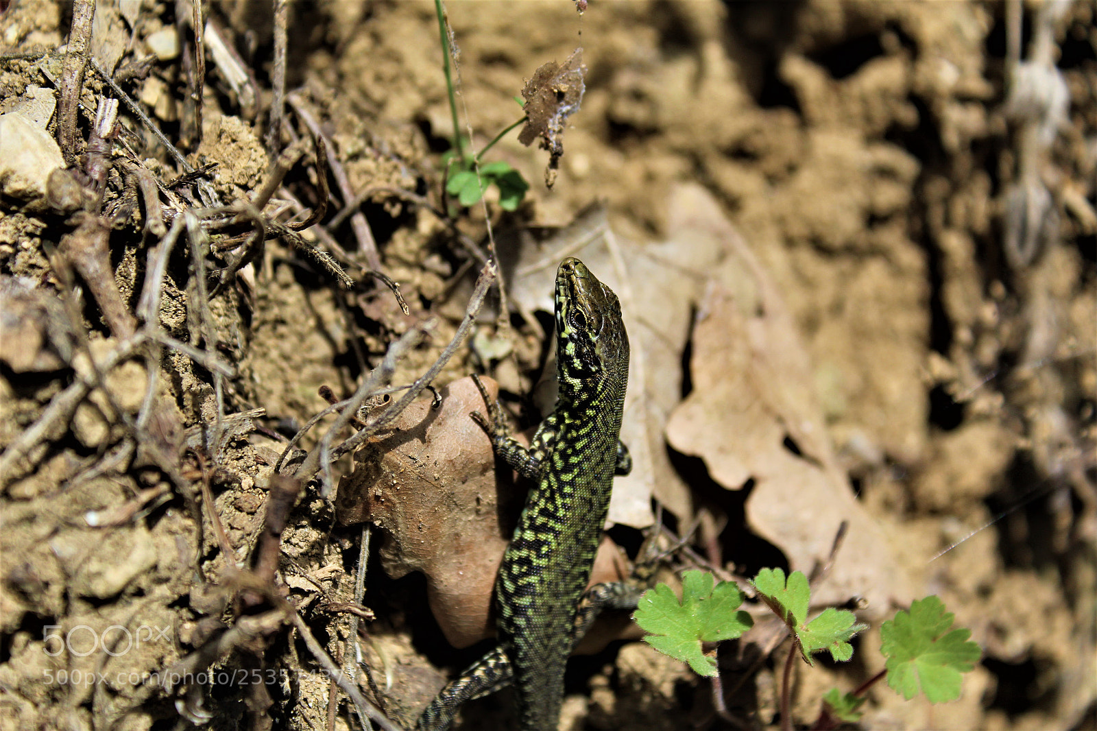 Canon EOS 1300D (EOS Rebel T6 / EOS Kiss X80) sample photo. Lucertola photography