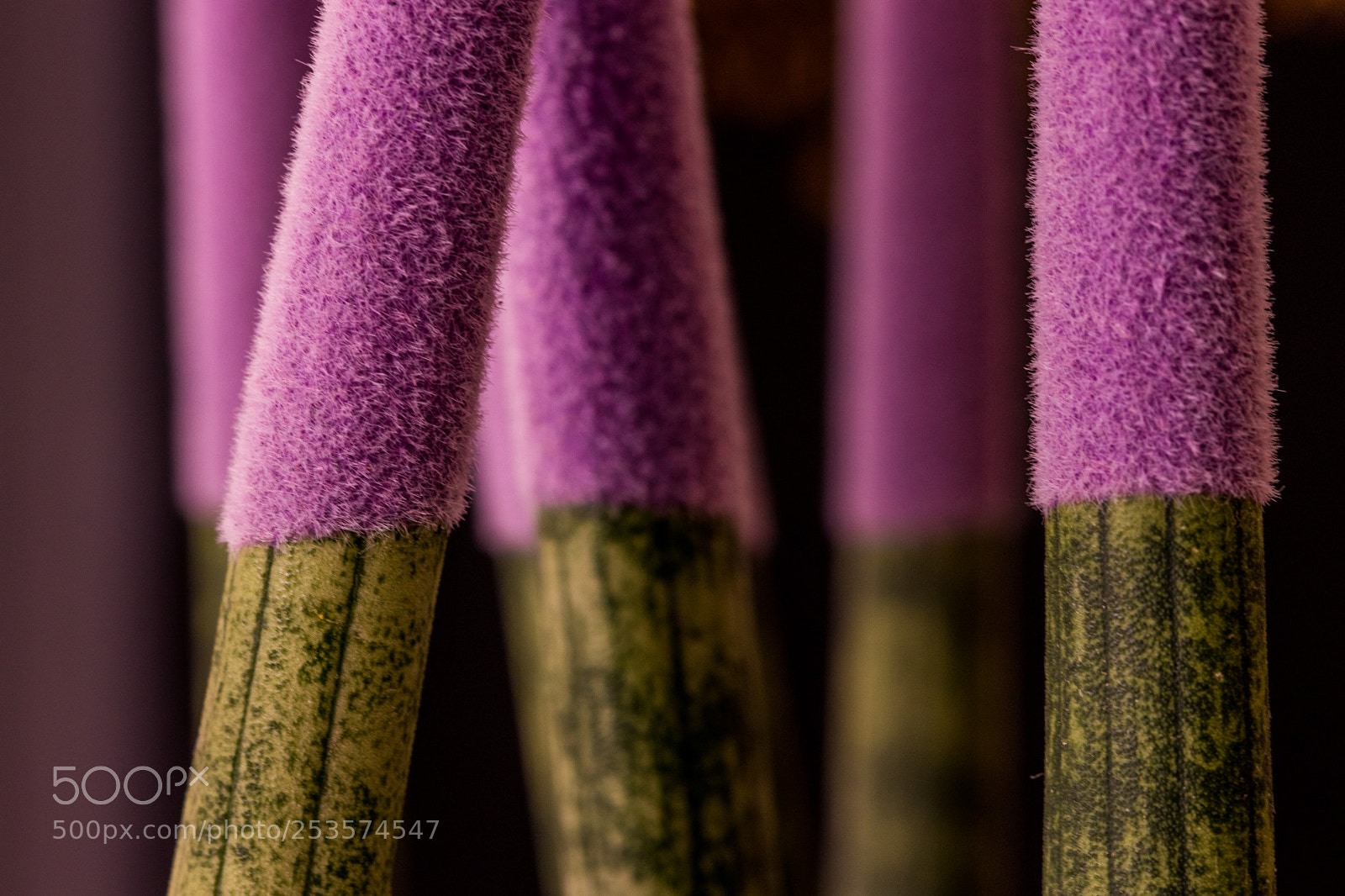 Canon EOS 77D (EOS 9000D / EOS 770D) sample photo. Plants are surprising photography