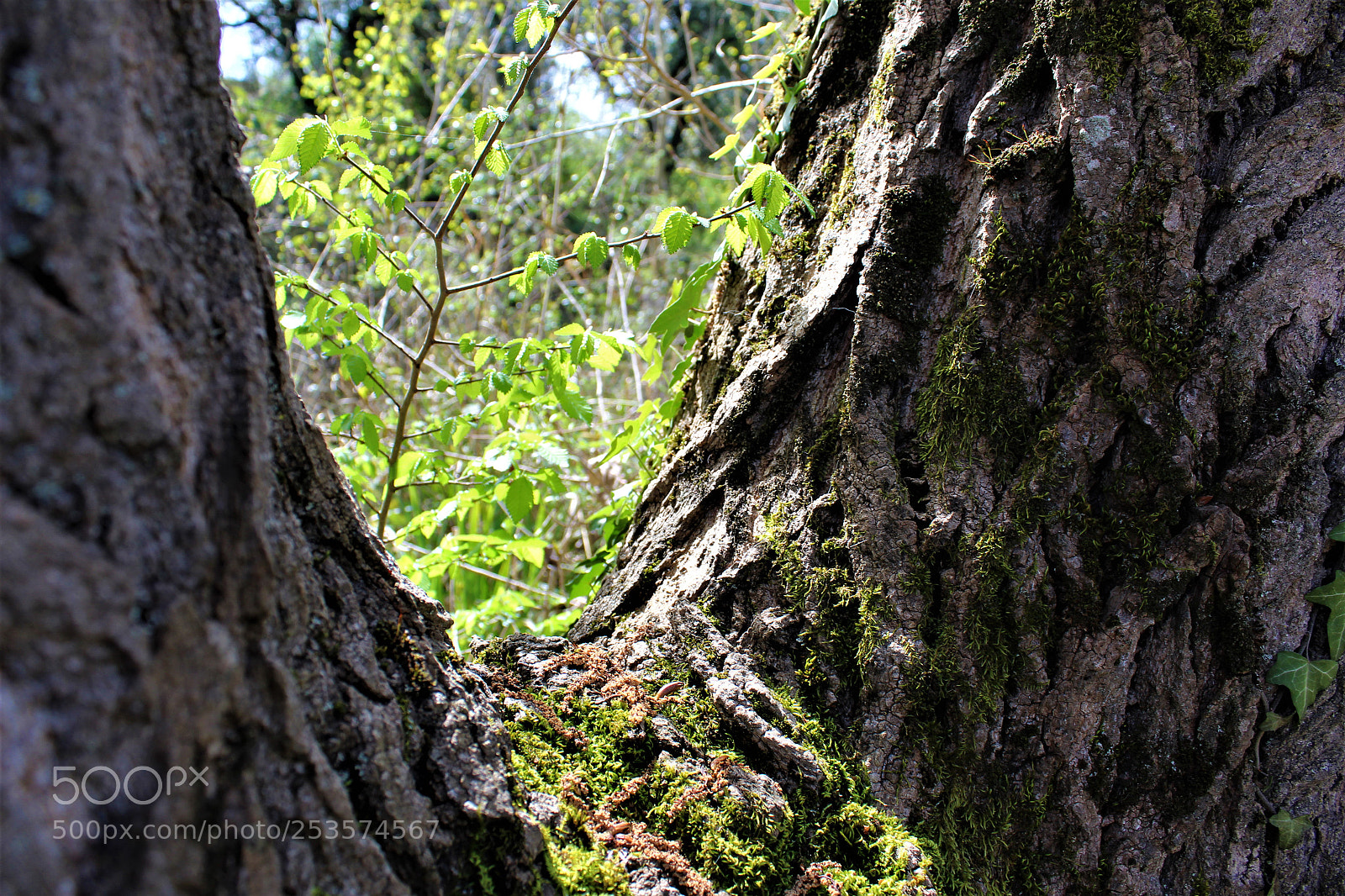 Canon EOS 1300D (EOS Rebel T6 / EOS Kiss X80) sample photo. Albero photography