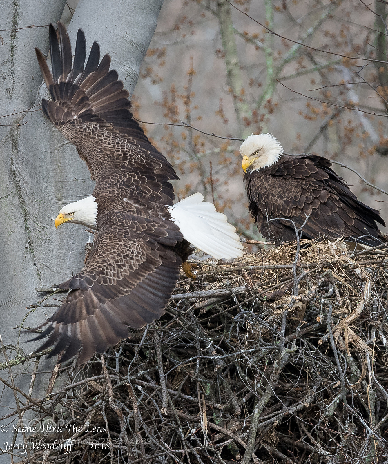 Nikon D850 sample photo. The nest photography
