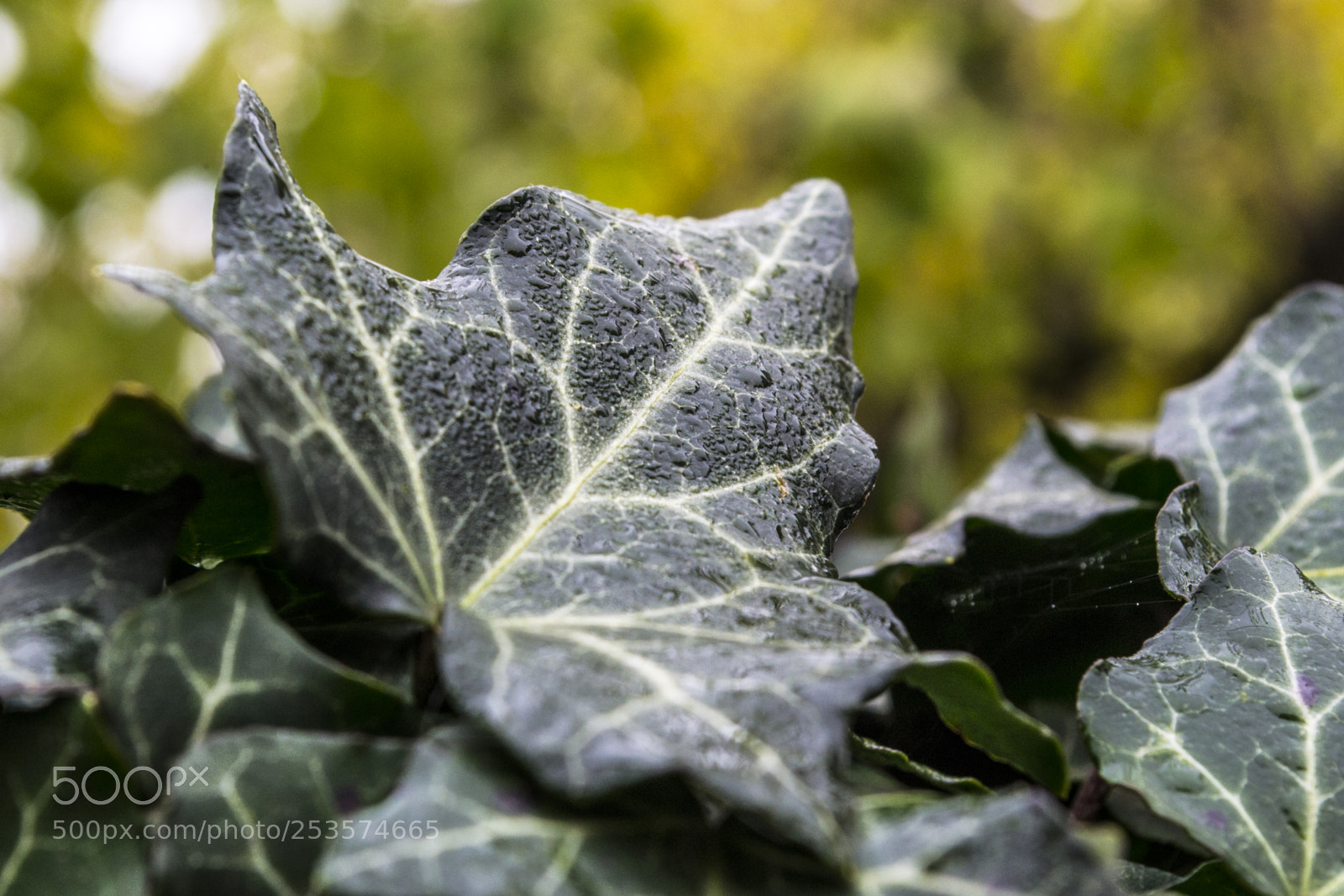 Nikon D3100 sample photo. Ivy leaves with dew photography