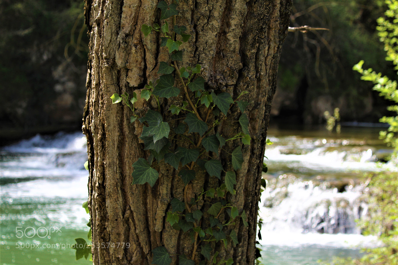 Canon EOS 1300D (EOS Rebel T6 / EOS Kiss X80) sample photo. Pianta albero photography