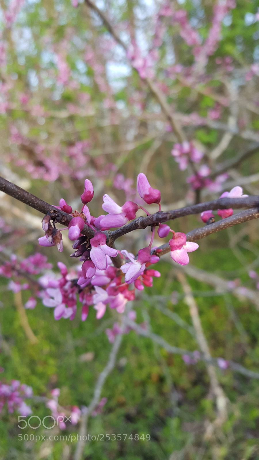 Samsung Galaxy S6 sample photo. Spring... photography