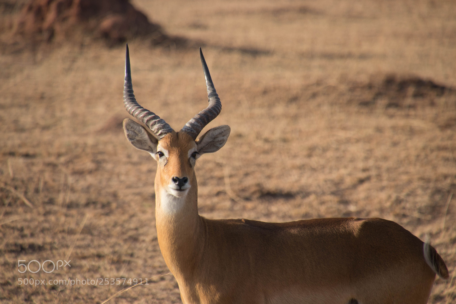 Canon EOS 80D sample photo. Wild lie in uganda photography