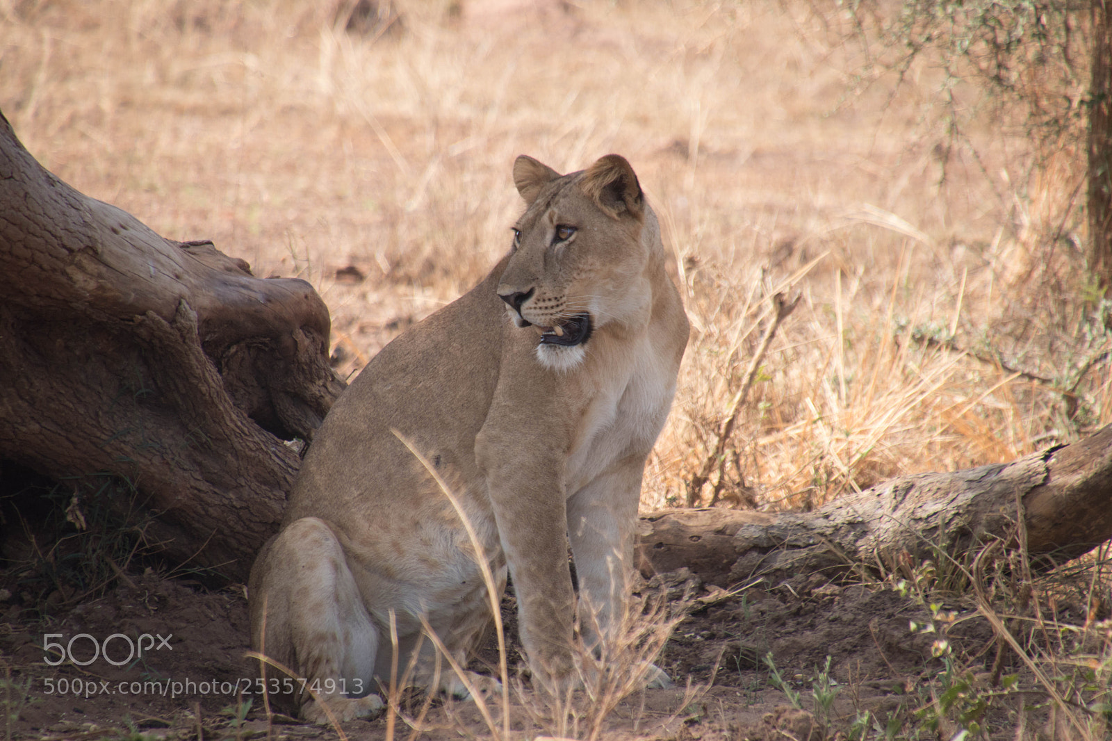 Canon EOS 80D sample photo. Wild lie in uganda photography