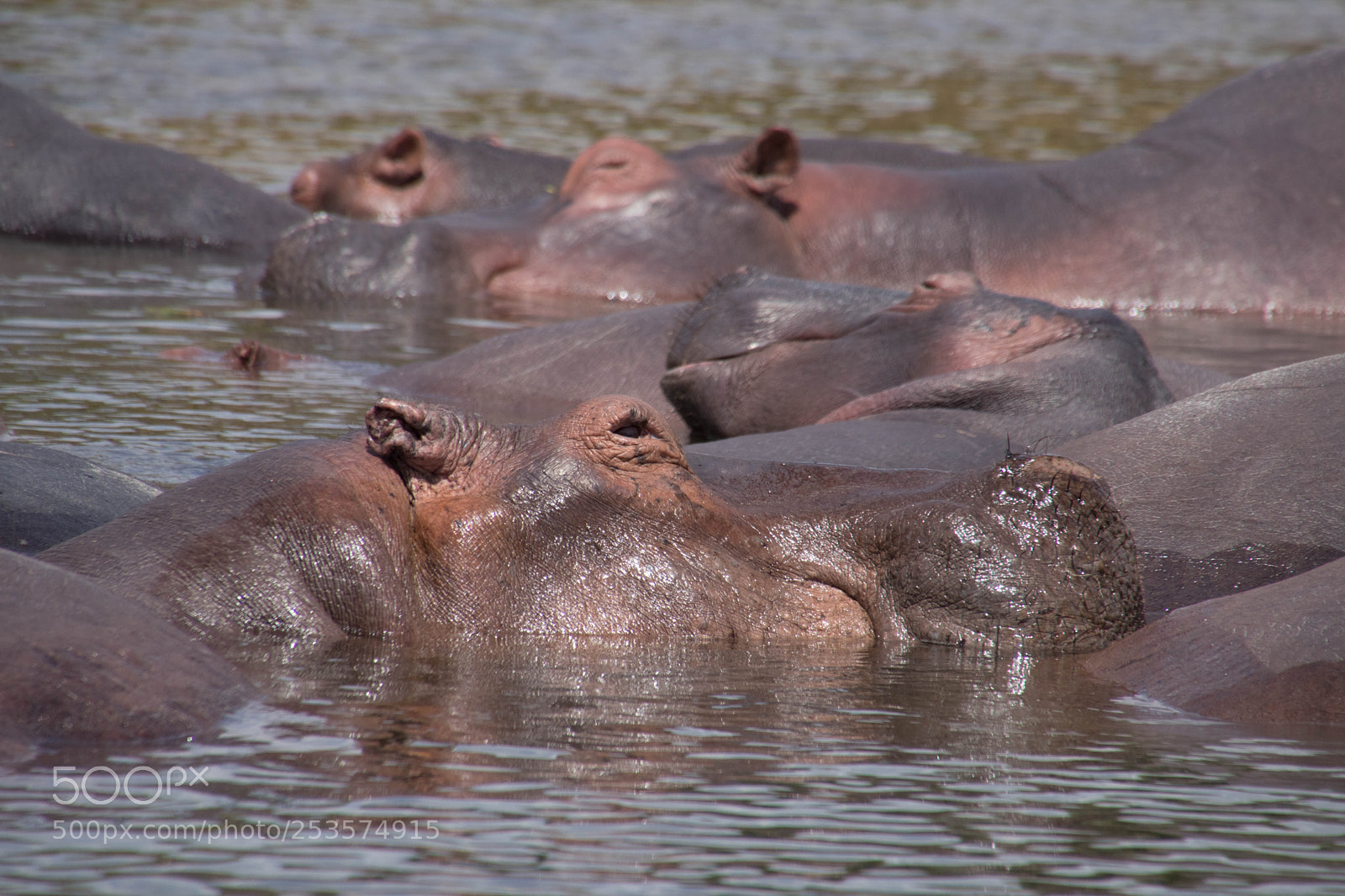 Canon EOS 80D sample photo. Wild lie in uganda photography