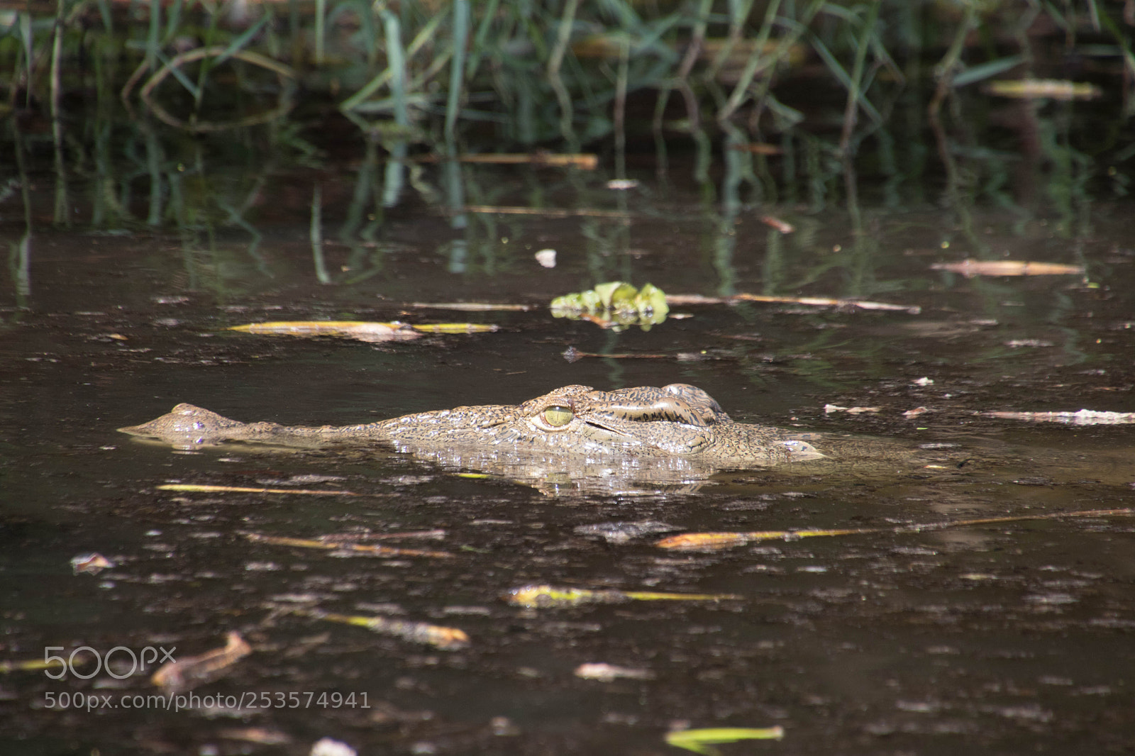 Canon EOS 80D sample photo. Wild lie in uganda photography