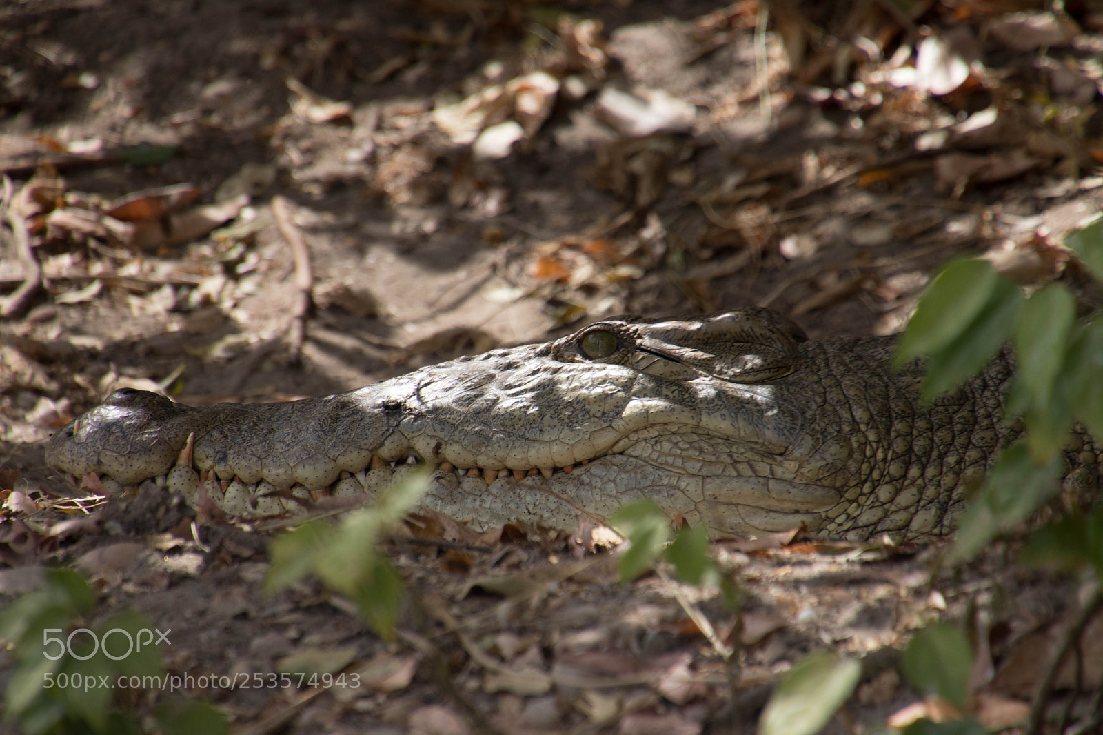 Canon EOS 80D sample photo. Wild lie in uganda photography