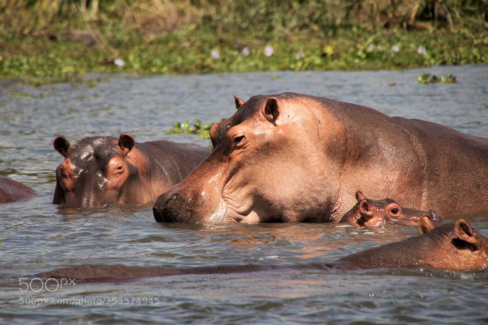 Canon EOS 80D sample photo. Wild lie in uganda photography