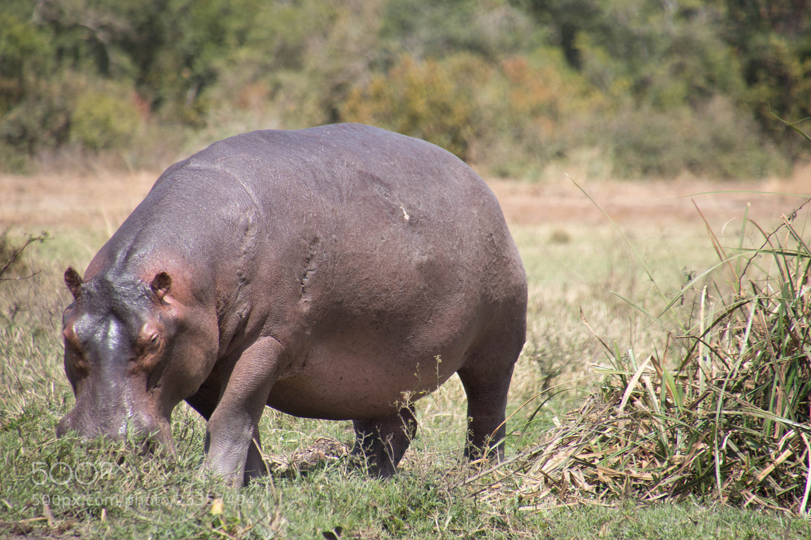 Canon EOS 80D sample photo. Wild lie in uganda photography