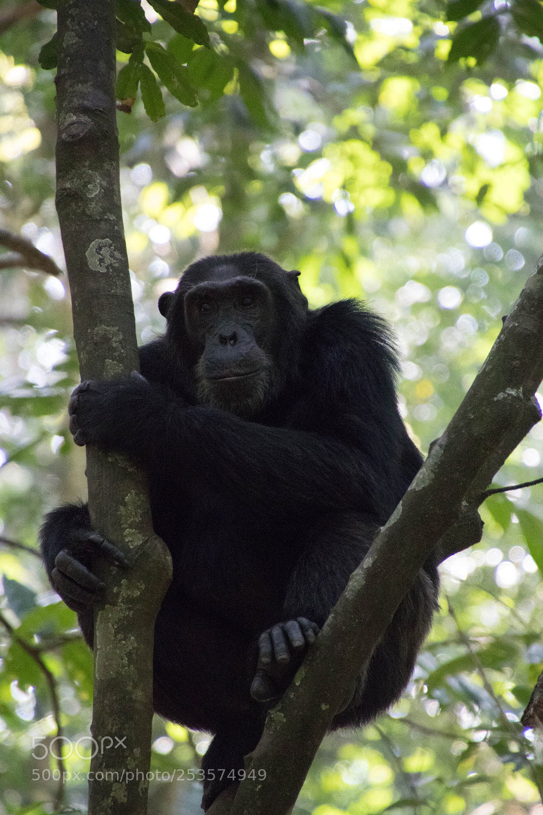 Canon EOS 80D sample photo. Wild lie in uganda photography