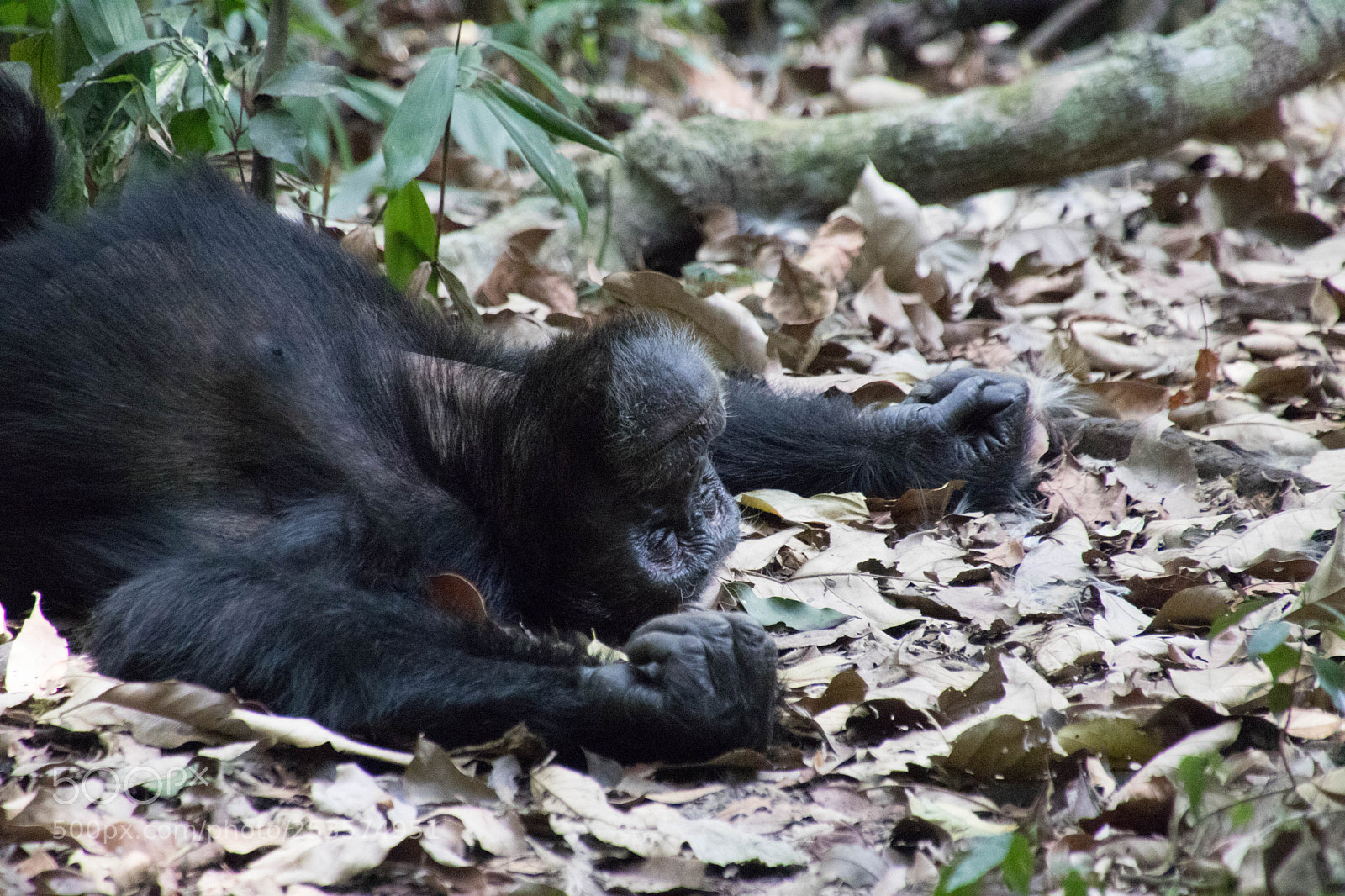 Canon EOS 80D sample photo. Wild lie in uganda photography