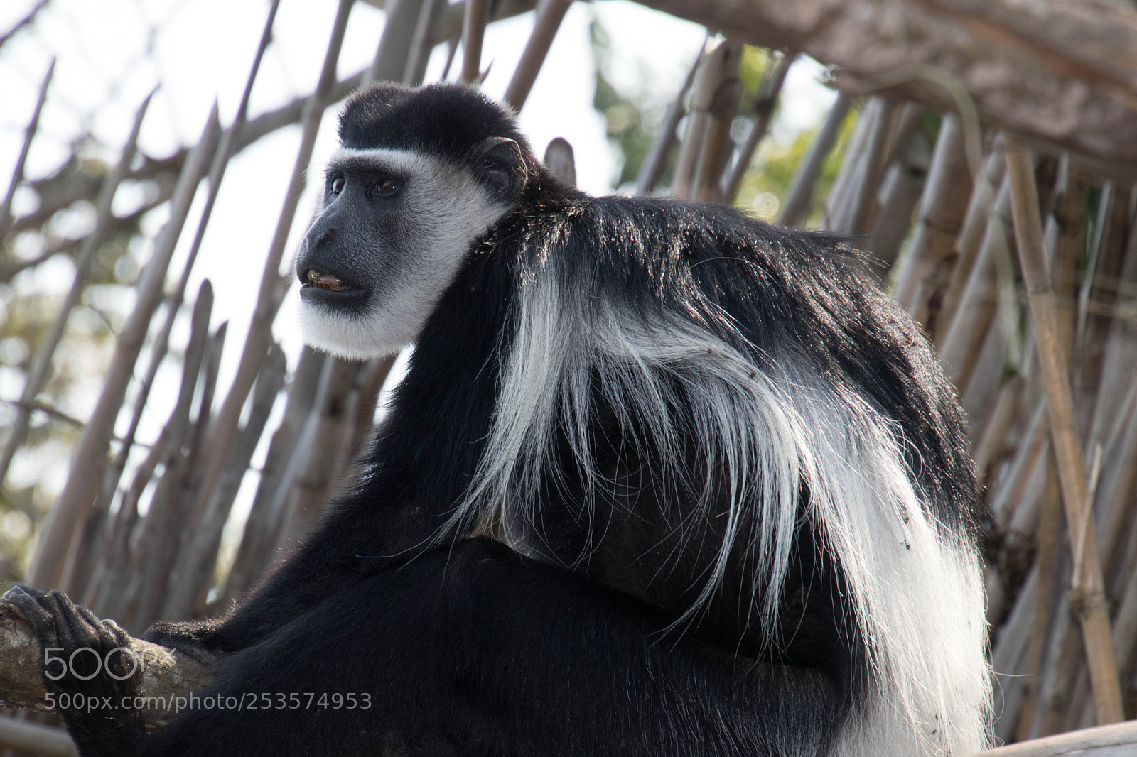 Canon EOS 80D sample photo. Wild lie in uganda photography