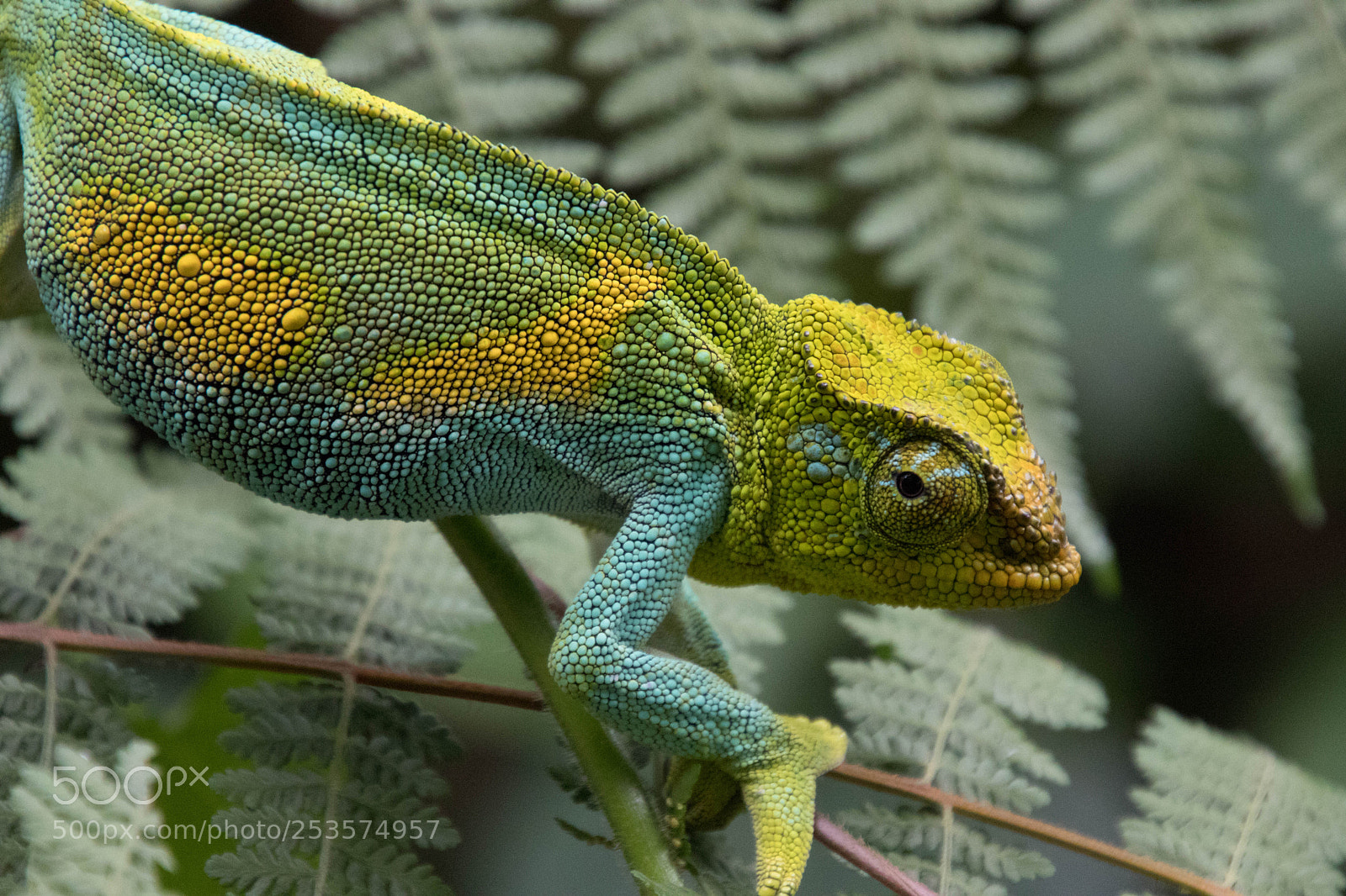 Canon EOS 80D sample photo. Wild lie in uganda photography