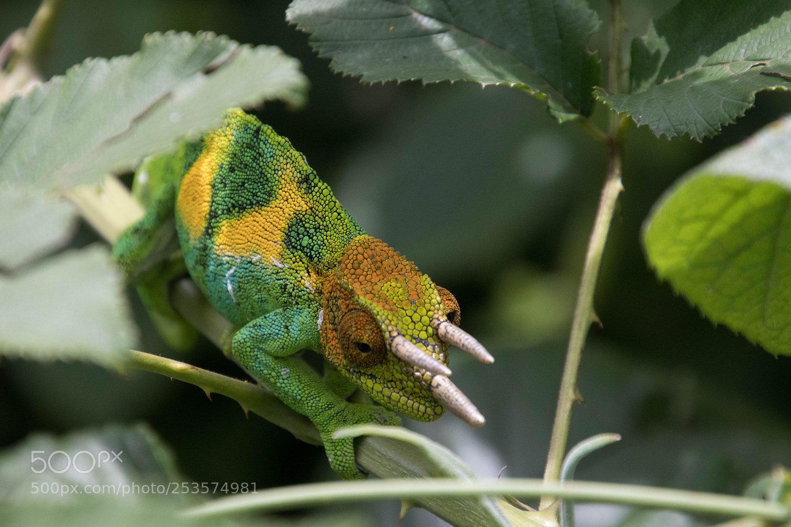 Canon EOS 80D sample photo. Wild lie in uganda photography