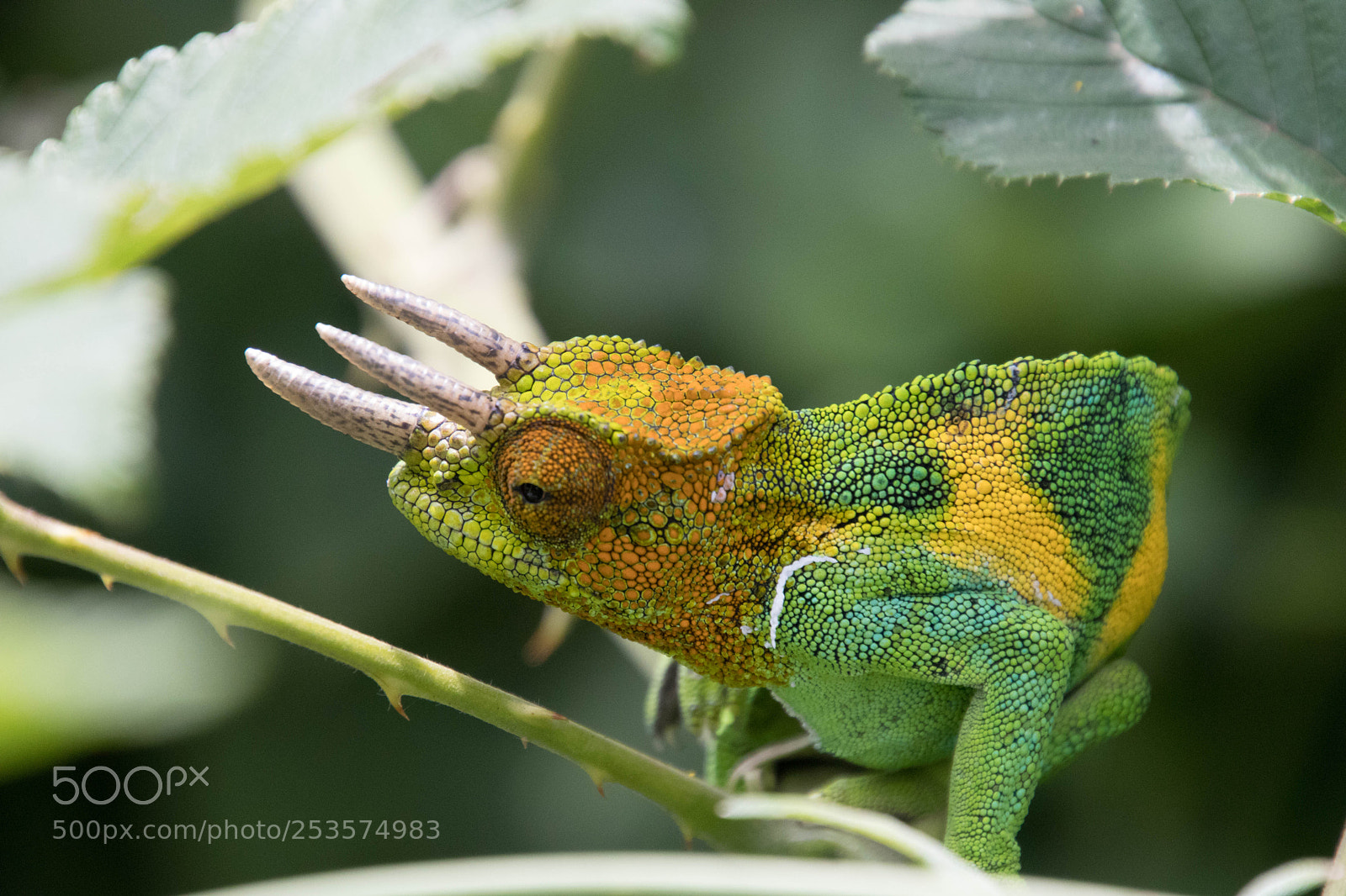 Canon EOS 80D sample photo. Wild lie in uganda photography