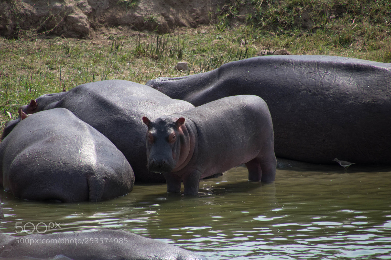 Canon EOS 80D sample photo. Wild lie in uganda photography