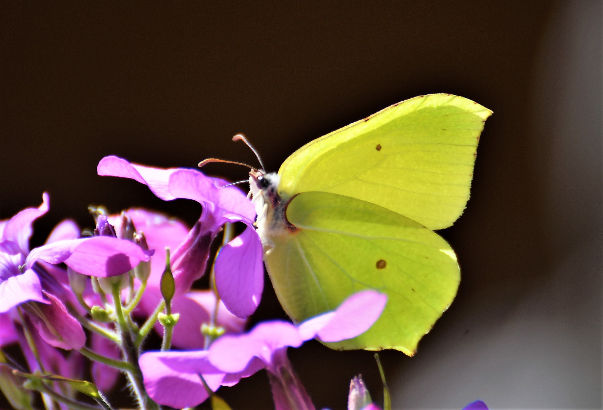 Nikon D500 sample photo. Papillon jaune photography