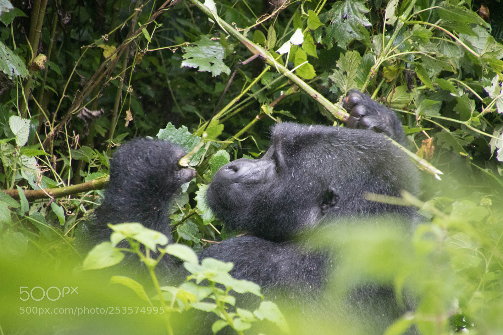 Canon EOS 80D sample photo. Wild lie in uganda photography