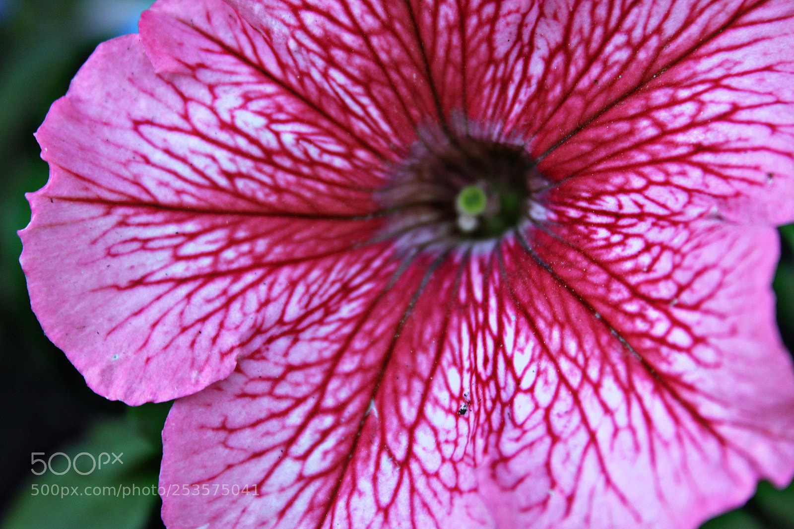 Canon EOS 1300D (EOS Rebel T6 / EOS Kiss X80) sample photo. Untitled photography