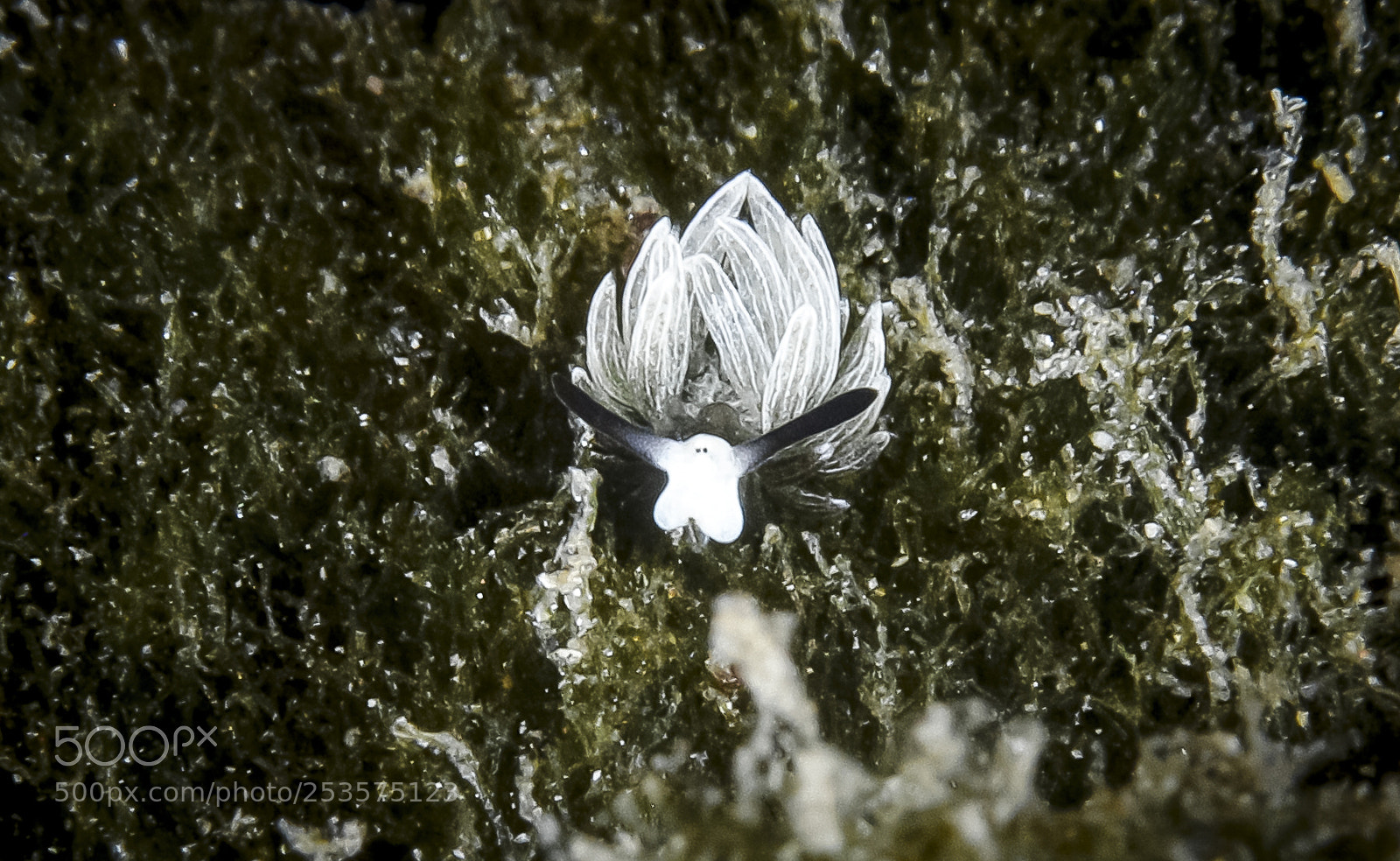 Canon EOS 5D Mark IV sample photo. Sheep nudibranch i costasiella photography