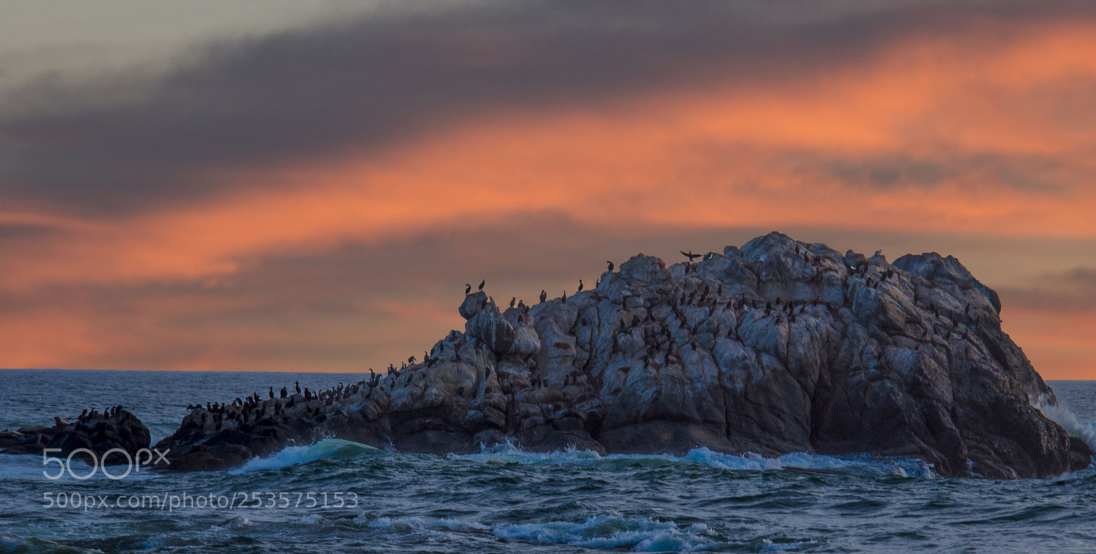 Nikon D610 sample photo. Bird rock photography