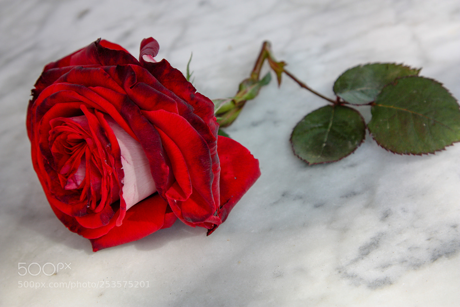 Canon EOS 450D (EOS Rebel XSi / EOS Kiss X2) sample photo. Roses are red photography
