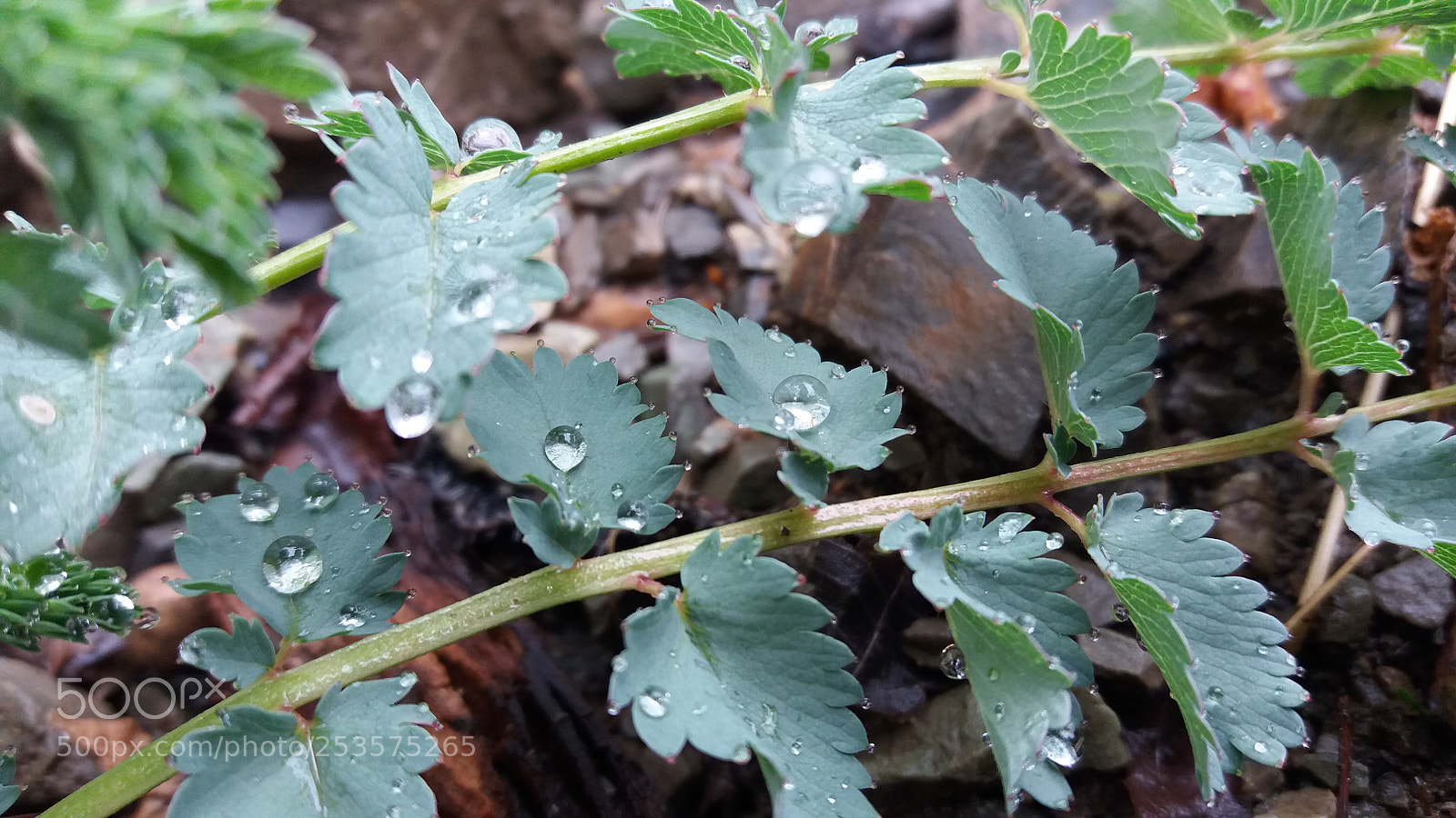 Samsung Galaxy J5(2016) sample photo. Raindrop on the leaf photography