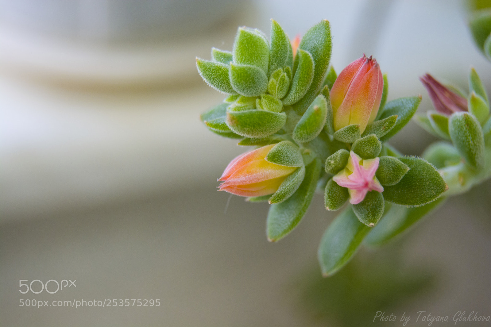 Nikon D5200 sample photo. Untitled photography