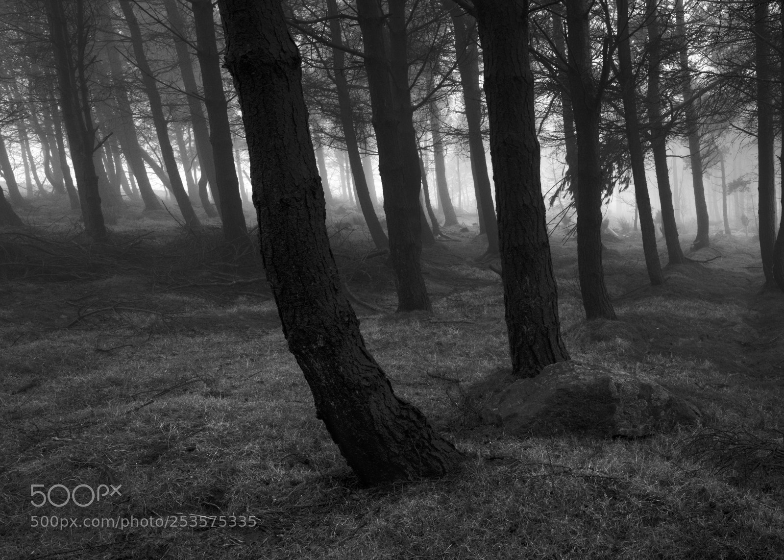 Fujifilm GFX 50S sample photo. Edge of the forest photography