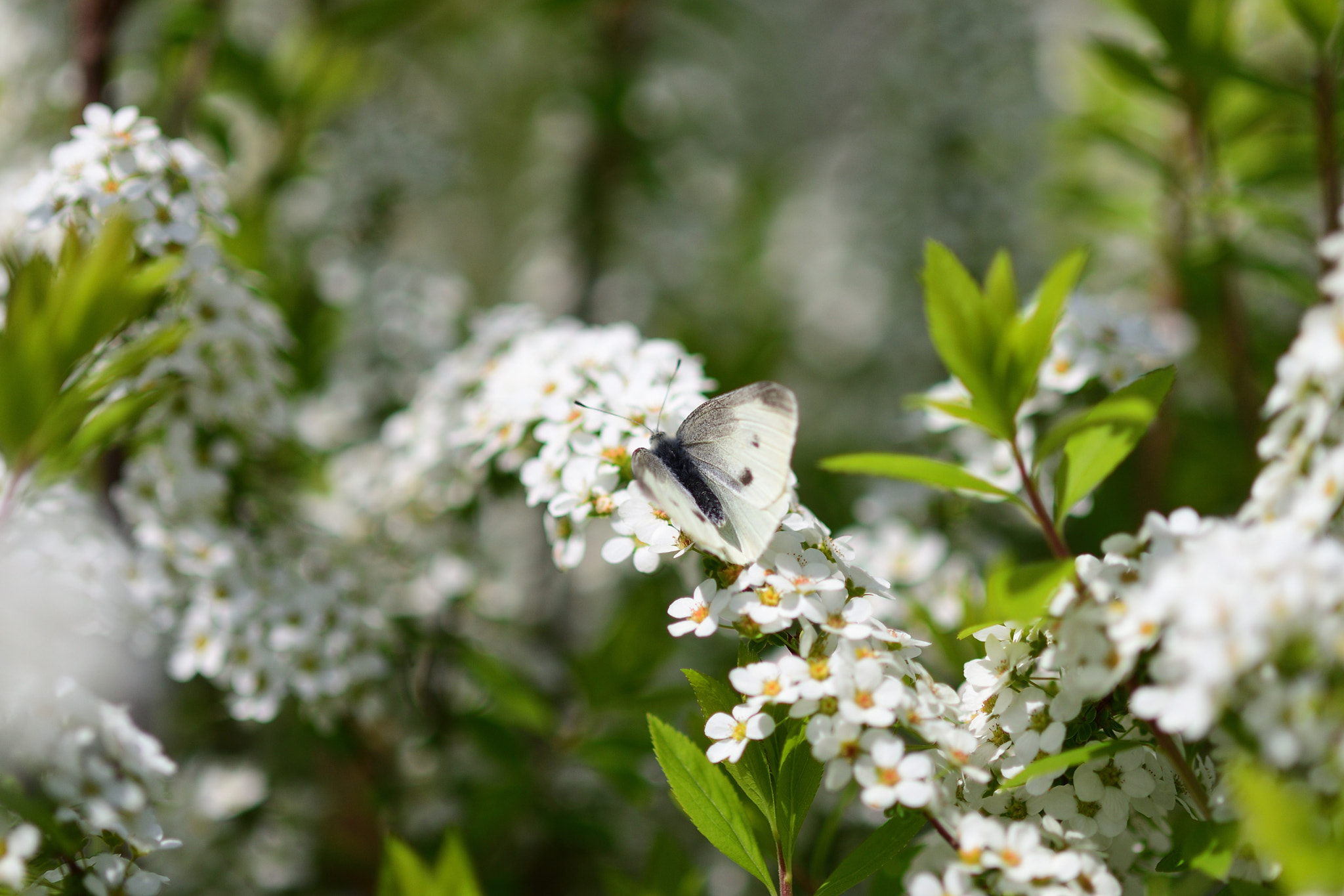 Sigma 105mm F2.8 EX DG Macro sample photo. 花に蝶 photography