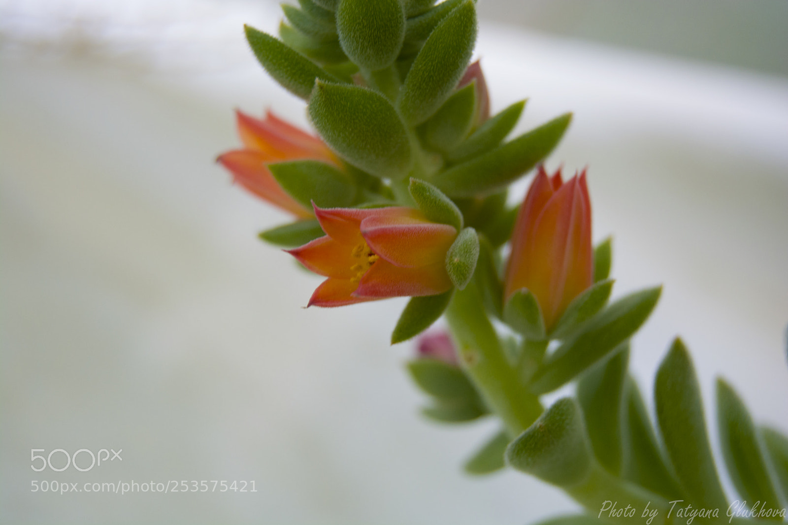 Nikon D5200 sample photo. Untitled photography